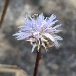 Globularia cordifolia Flor
