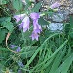 Campanula tracheliumΛουλούδι