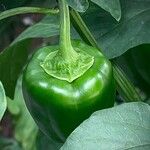 Capsicum annuum 果実