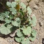 Malva parviflora برگ