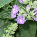 Scutellaria ovata Flower