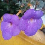 Achimenes grandiflora Flower