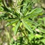 Lupinus argenteus Leaf