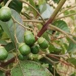 Vitex madiensis Frucht