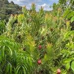 Protea caffra Habit