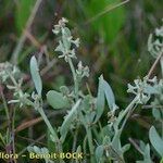 Atriplex pedunculata 整株植物