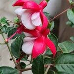 Fuchsia × standishii Flor