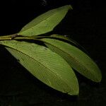 Renealmia pluriplicata Leaf