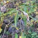 Salix pedicellata Leaf