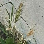 Hordeum marinum 花