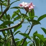Plumeria rubra Blomst