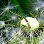 Taraxacum campylodes Fruit