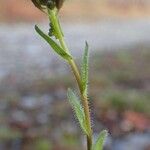 Arabis ciliata आदत