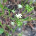 Sabulina tenuifolia Çiçek