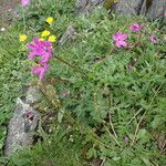 Erodium manescavi অভ্যাস