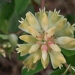 Astragalus glycyphyllos Blüte