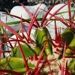 Ferocactus pilosus葉