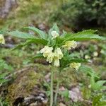 Cardamine enneaphyllos 花