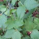 Rhodotypos scandens Leaf