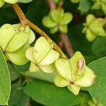 Exochorda × macrantha Fruit