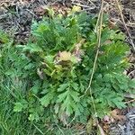 Geum triflorum برگ