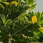 Araucaria heterophylla Liść
