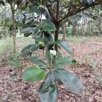 Manilkara obovata पत्ता