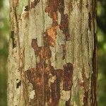 Manilkara bidentata Corteza