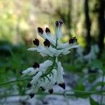 Fumaria bicolor Flower