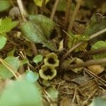 Asarum virginicum Habitus