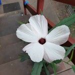 Hibiscus heterophyllus Blüte