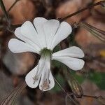 Silene italica Blomma