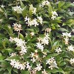 Trachelospermum jasminoides Buveinė