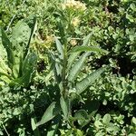 Senecio cacaliaster Habitatea