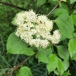 Viburnum lentago Blüte