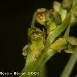 Chamorchis alpina Hedelmä