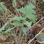 Lactuca floridana 葉