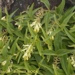 Paederota lutea অন্যান্য