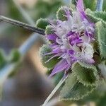 Centaurea bruguieriana Kvet