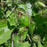 Passiflora foetida Fruit