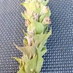 Sideritis syriaca Blad