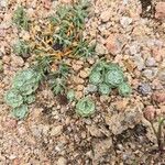 Filago tyrrhenica 葉