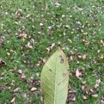 Tabebuia heterophylla Leaf