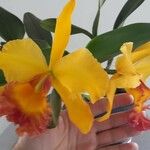 Cattleya wittigiana Хабит