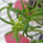 Sagina japonica Flower