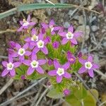 Centaurium littorale फूल