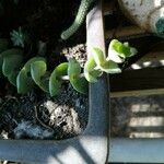 Crassula perforata Folha