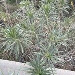 Echium virescens Foglia