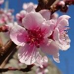 Prunus persica Blomma