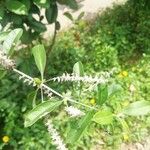 Aloysia gratissima Yaprak